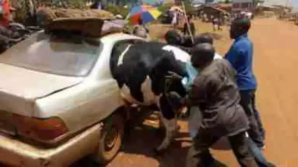See How A Big Cow Was Forced Into A Small Car Ahead Of Sallah Celebration (Photos)